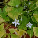 Oxalis regnellii